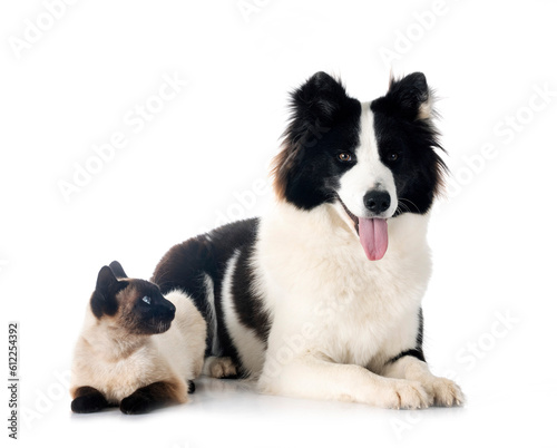 Finnish Lapphund and cat