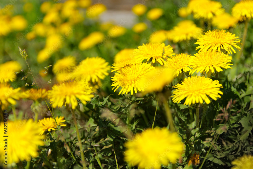 yellow dandelion flowers yellow dandelion flowers
