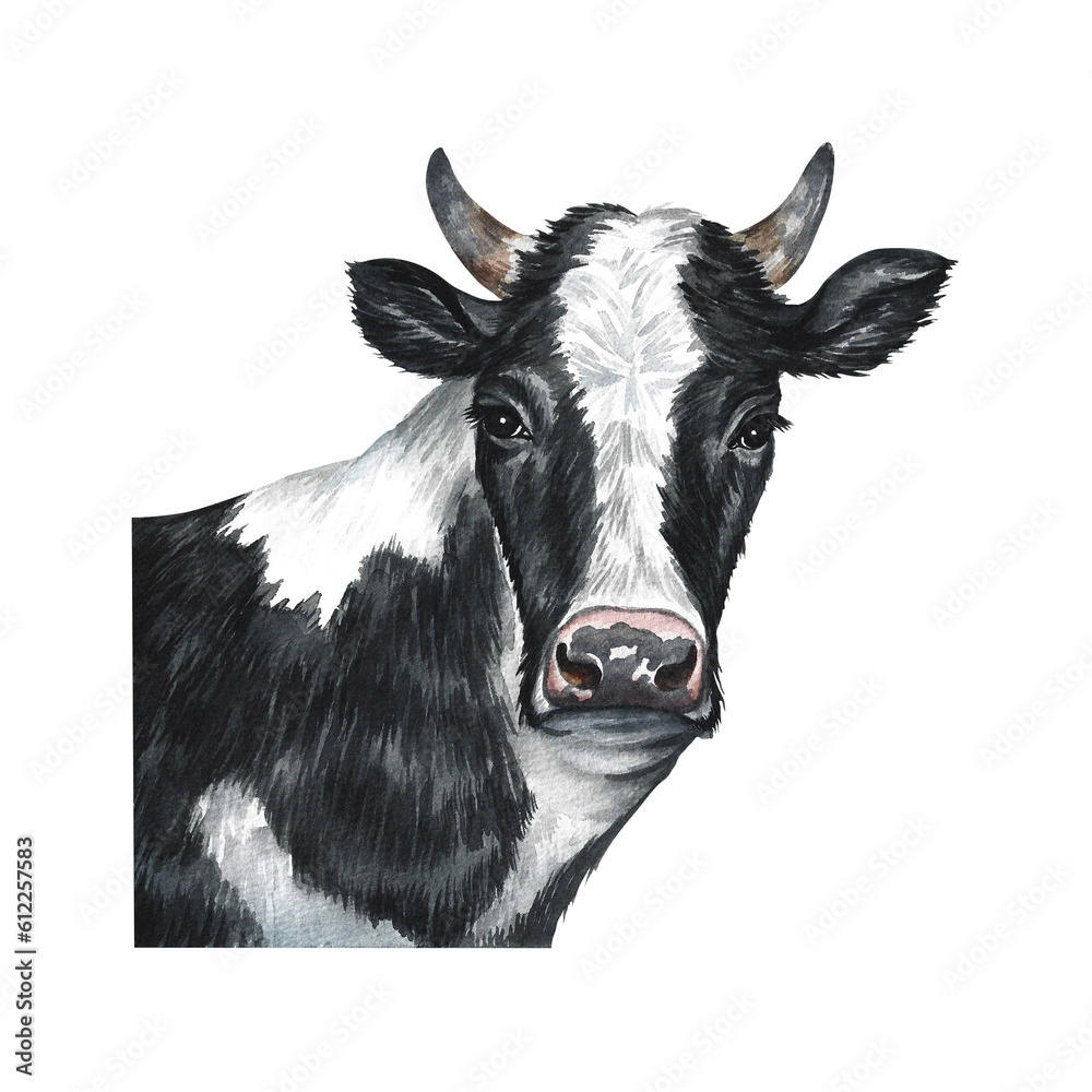 The head of a black and white cow. Watercolor hand drawn illustration. Isolate on white background. For the design of dairy and farm products. For banner, flyer, label and packaging.