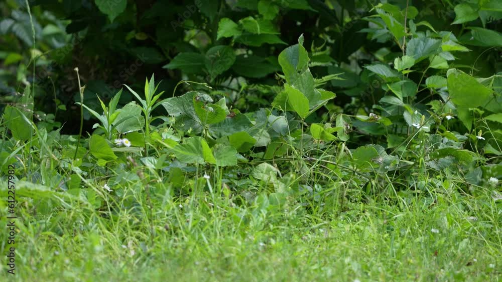 eurasian tree sparrow in a forest eurasian tree sparrow in a forest