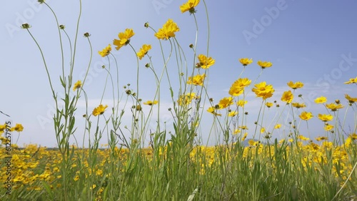 yellow flower sky green nature cloud grass
금계국 꽃밭 꽃 맑은 하늘 구름 초원 들판 4k