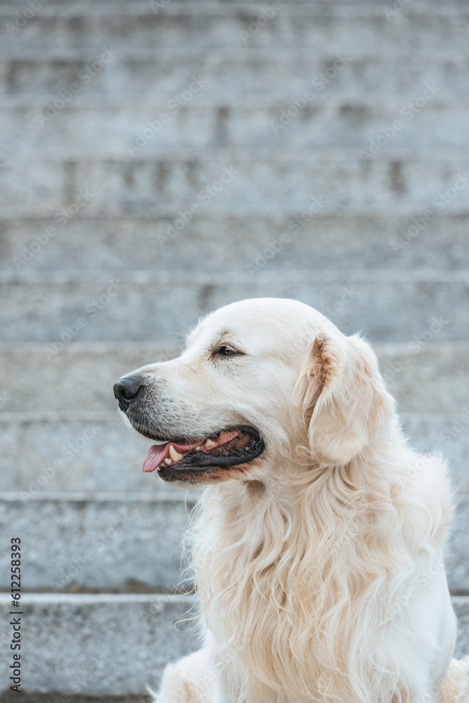 beautiful retriever dog tongue out