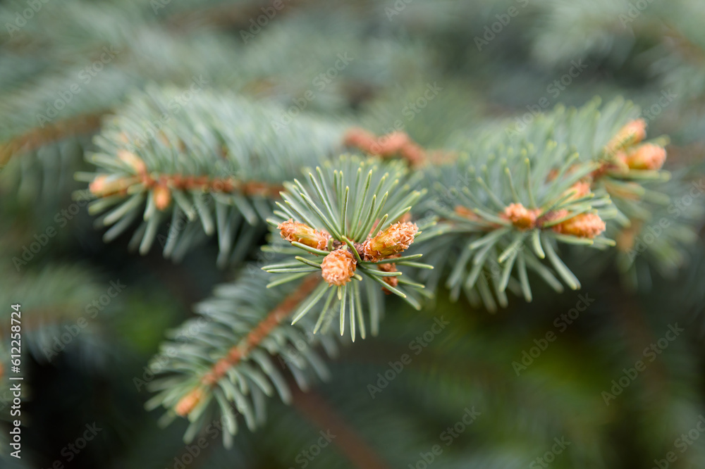 A branch of a fir tree with the embryos of cones. A branch with needles and buds. A branch of a fir tree with the embryos of cones. A branch with needles and buds.