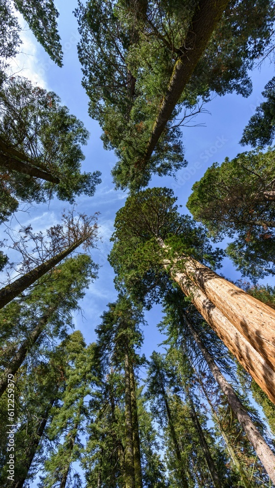Obraz premium Majestic Giants of Sequoia National Park: Captivating 4K image of Giant Sequoia Trees in California