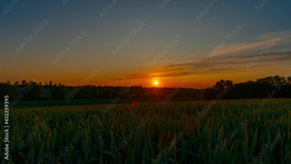 Sunset timelapse over farmer agricultural field with growing wheat crops. Blue sky with moving sun and clouds. From evening to dusk