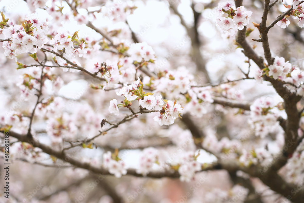 White cherry blossoms bloom beautifully in spring like a painting.