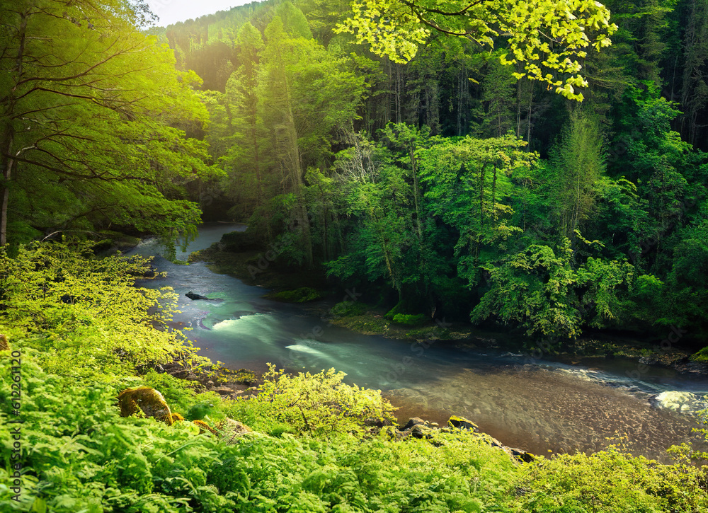 Fototapeta premium A lush green forest with a winding river running through it - 100MP