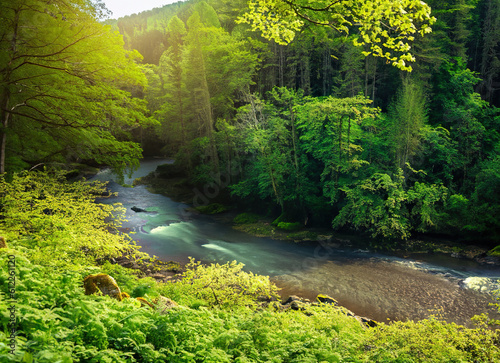 A lush green forest with a winding river running through it - 100MP