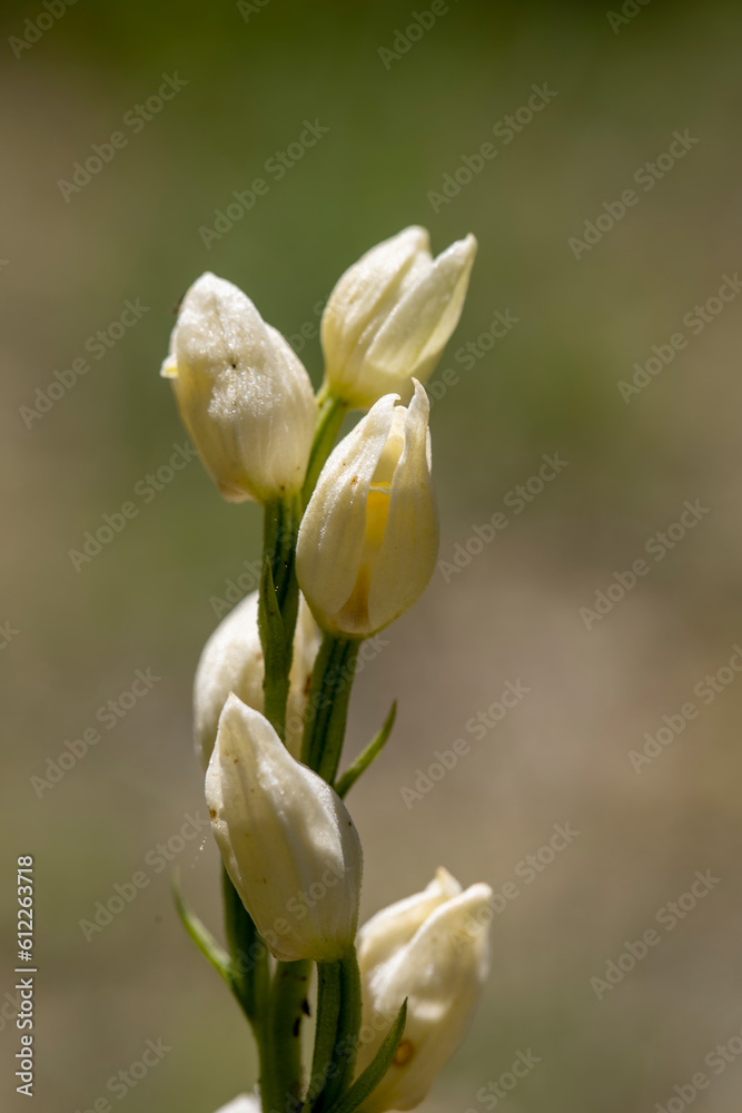 Wild Orchid White Helleborine (Cephalanthera damasonium) macro close-up. Spil mountain , Manisa , Turkey . Wild Orchid White Helleborine (Cephalanthera damasonium) macro close-up. Spil mountain , Manisa , Turkey .