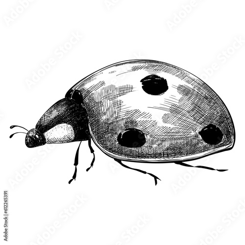 Ladybug beetle in profile sketch illustration.