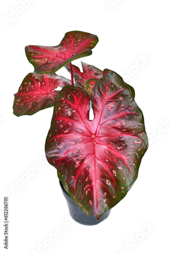 Exotic Caladium Red Flash houseplant with bright red leaves in pot on white background