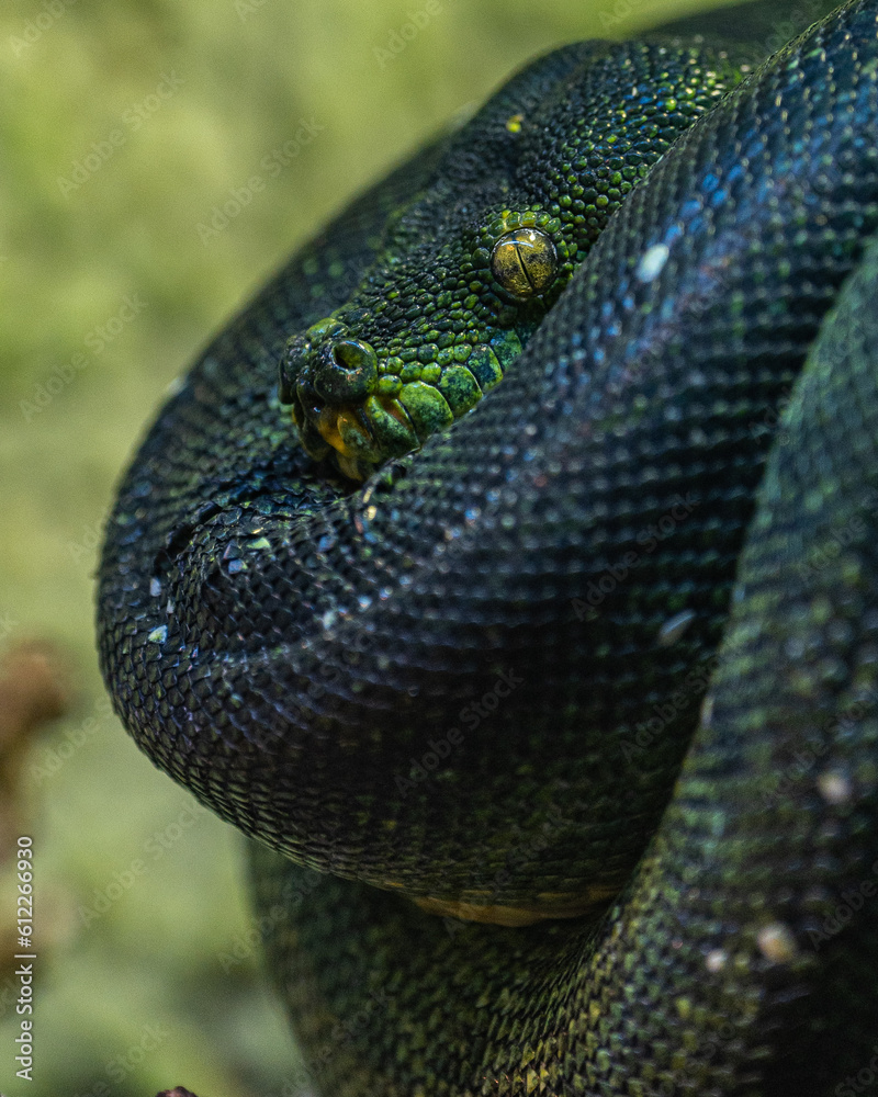 Fototapeta premium Snake