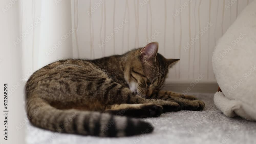 tabby cat kitten eating dry food from bowl on kitchen tiles.domestic pet refuse to approach from food.falling particles 4k,spinning video tabby cat kitten eating dry food from bowl on kitchen tiles.domestic pet refuse to approach from food.falling particles 4k,spinning video
