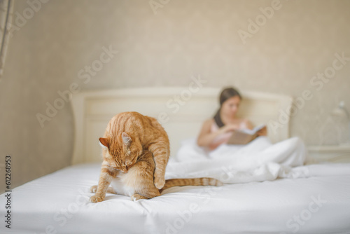 Ginger cat grooming itself on a pristine white bed alongside a woman