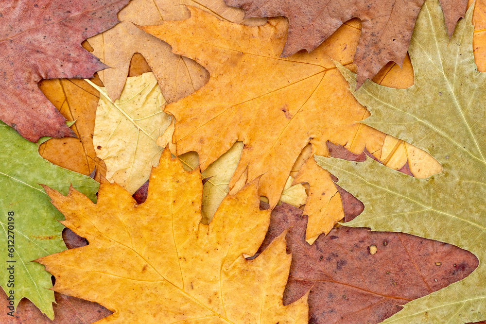 Colored detailed autumnal background of group of dried maple leaves