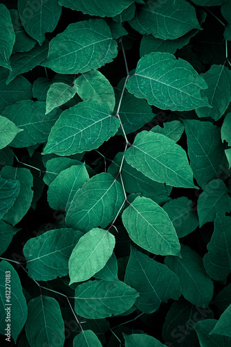 green japanese knotweed plant leaves in springtime  green background