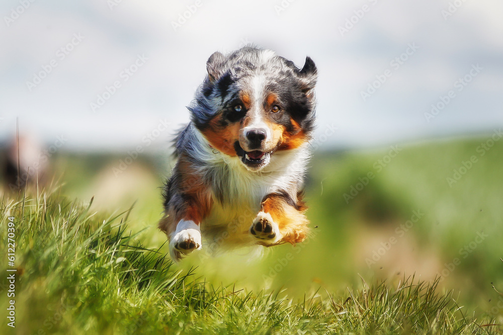 Australian Shepherd Australian Shepherd