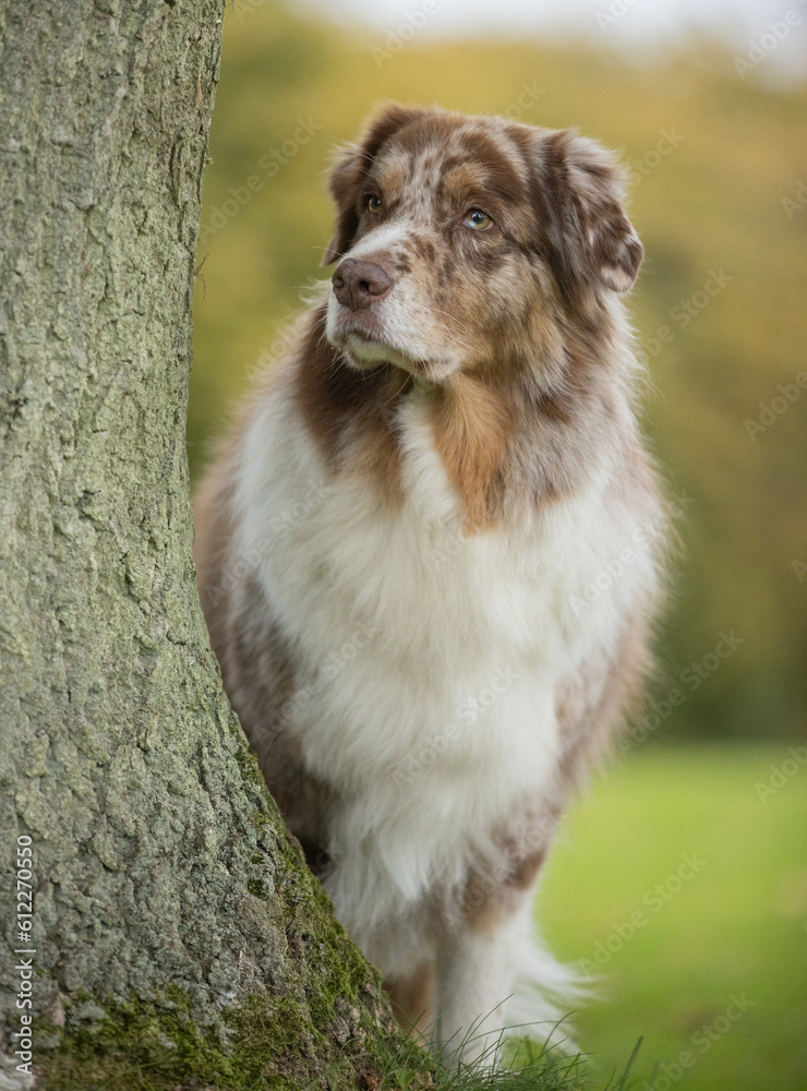 Australian Shepherd