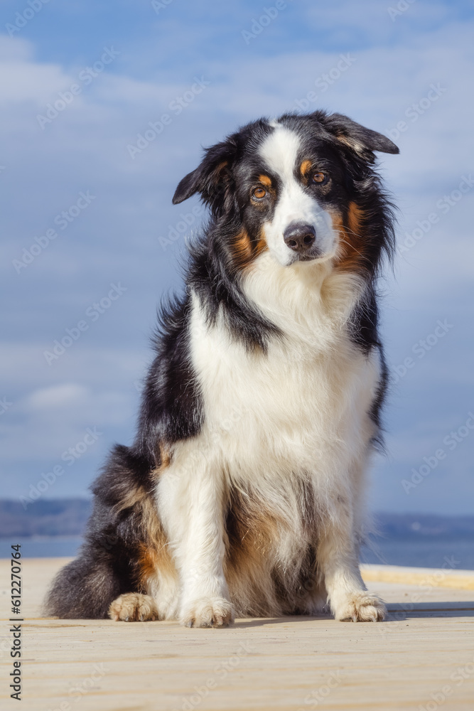 Australian Shepherd Australian Shepherd