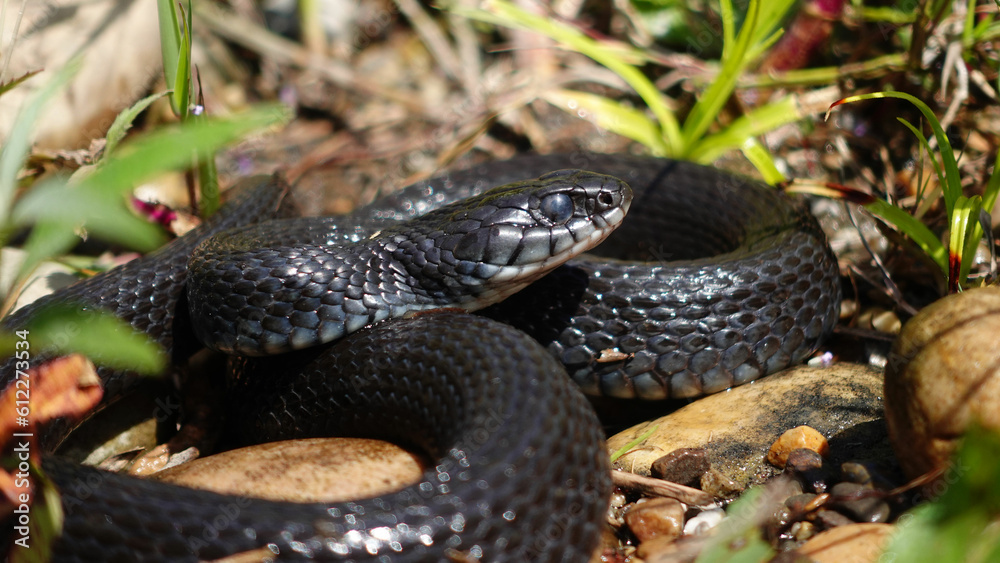 A melanic grass snake sunbathes on the river bank A melanic grass snake sunbathes on the river bank