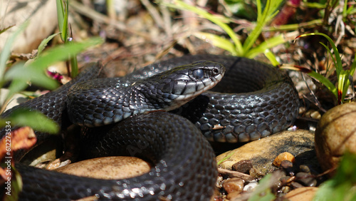 A melanic grass snake sunbathes on the river bank