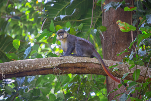 Red-tailed monkey Guenon Schmidt in the botanical garden of the city of Entebbe on the shores of Lake Victoria. Uganda