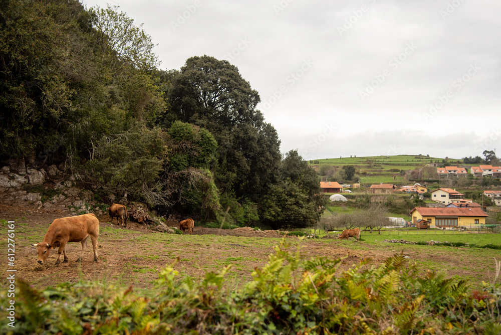 Fototapeta premium Panoramic view of a countryside landscape with cows in bright green grass and in the background the small village of Pendueles in Asturias on a cloudy day.