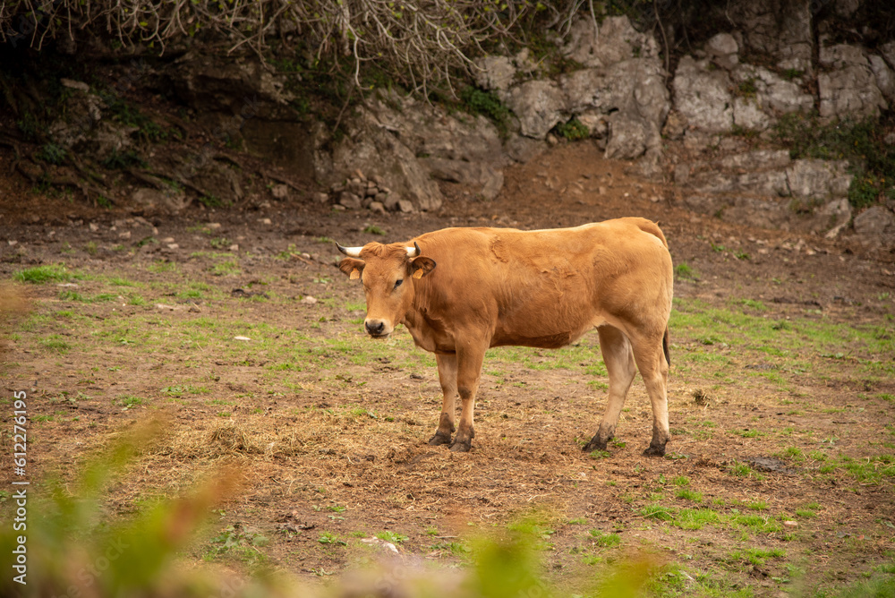 Typical light brown Asturian cow with small horns looking at the camera surrounded by a large green meadow near the small village Pendueles in Asturias. Typical light brown Asturian cow with small horns looking at the camera surrounded by a large green meadow near the small village Pendueles in Asturias.