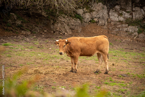 Typical light brown Asturian cow with small horns looking at the camera surrounded by a large green meadow near the small village Pendueles in Asturias. © Safi