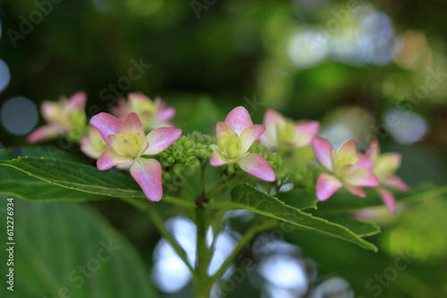 アジサイの花の接写 © noda