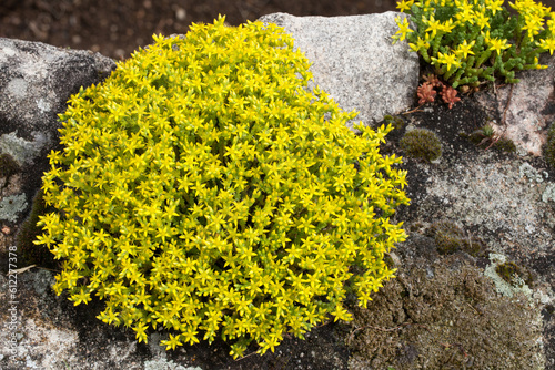Touffe de poivre des murailles ou sedum âcre sur un mur en pierres photo