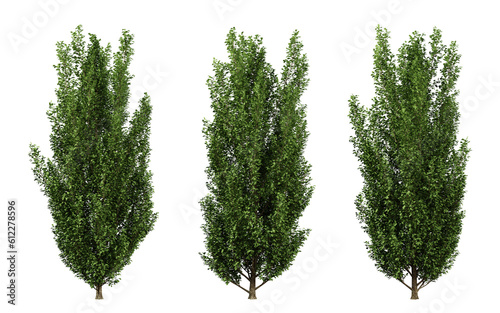 Carpinus betulus trees in transparent background, png tree, hornbeam leaf, 3d render illustration. photo
