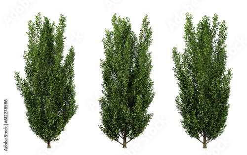 Carpinus betulus trees in transparent background, png tree, hornbeam leaf, 3d render illustration.