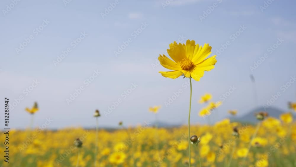 yellow flower sky green nature cloud grass
금계국 꽃밭 꽃 맑은 하늘 구름 초원 들판 4k