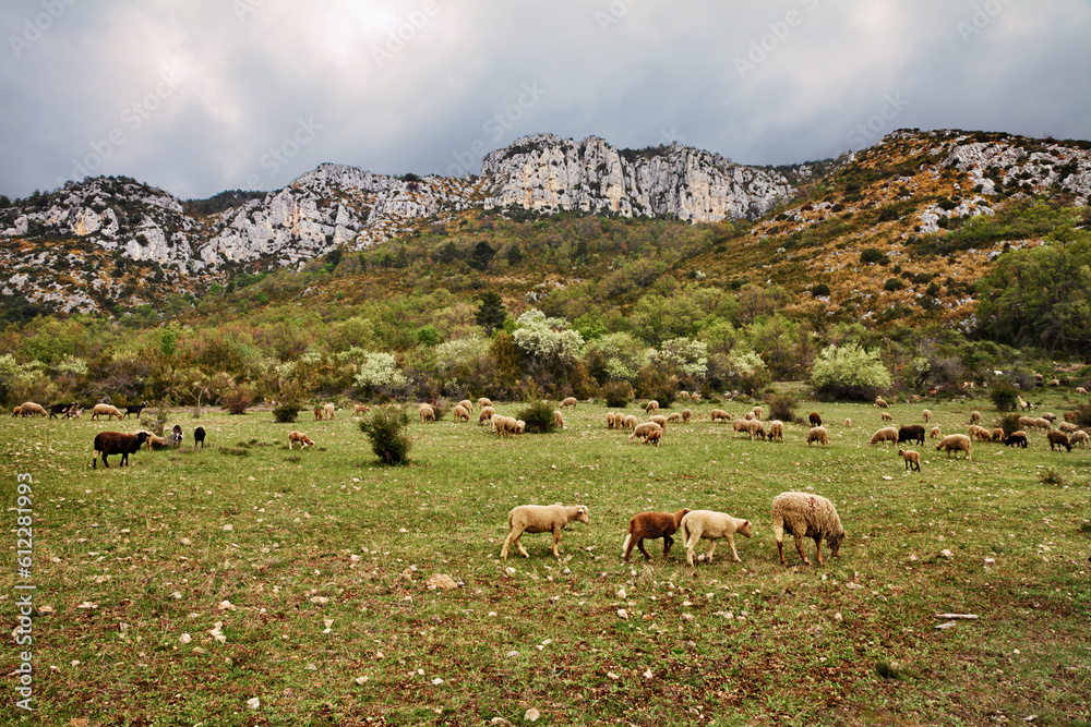 La Palud-sur-Verdon, Provence, France: landscape of the mountains in the Regional Natural Park of Verdon with a flock of sheep grazing in the pasture