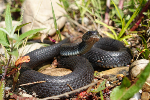 A melanic grass snake about to shed its old skin