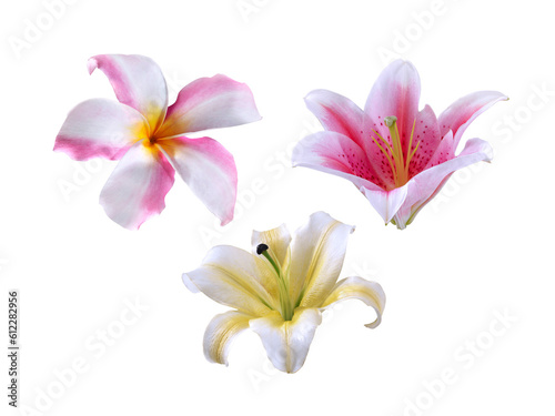 flower, transparent background