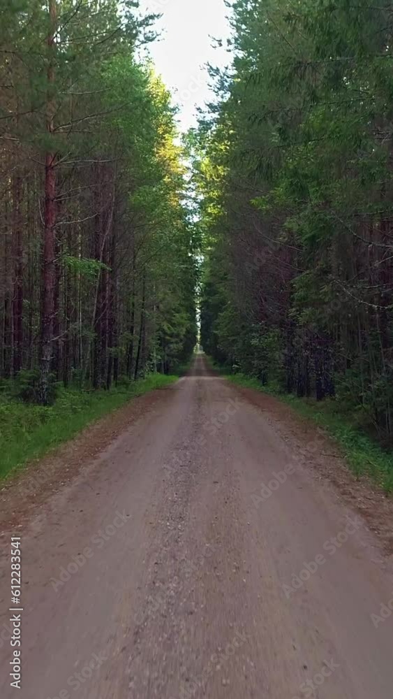 Nature landscape, dirt road across dense forest, vertical reels Nature landscape, dirt road across dense forest, vertical reels
