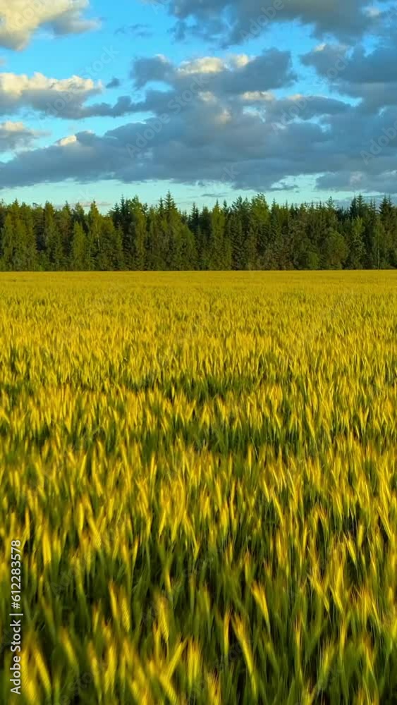 Beautiful landscape, yellow wheat field, green forest and blue sky with clouds, drone flight view, vertical phone background Beautiful landscape, yellow wheat field, green forest and blue sky with clouds, drone flight view, vertical phone background