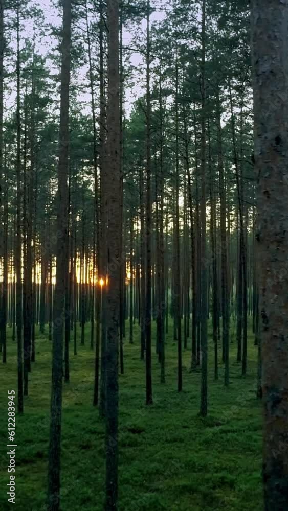 Shimmering sun in a beautiful dense forest, vertical nature wallpaper Shimmering sun in a beautiful dense forest, vertical nature wallpaper