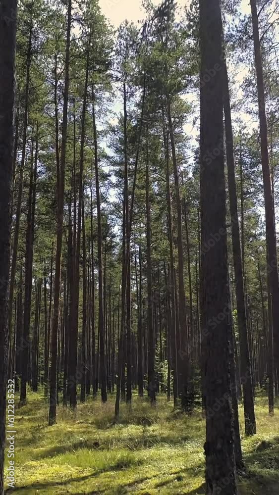 Pristine nature, long tree forest, sunlight, backward drone motion view, vertical phone background Pristine nature, long tree forest, sunlight, backward drone motion view, vertical phone background