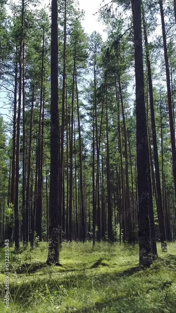 Pristine nature, green grass carpet and tall pine tree forest, sunny, drone motion, low angle, vertical short video