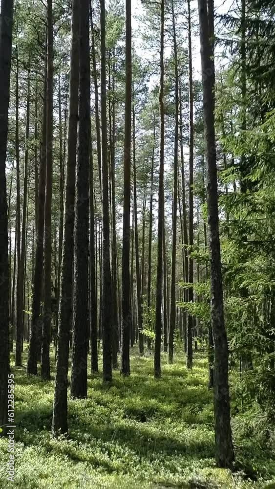 Nature, forest, green forest floor and long trunks trees, vertical short video, backward motion Nature, forest, green forest floor and long trunks trees, vertical short video, backward motion