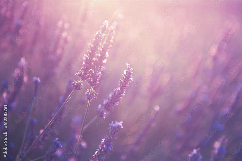 Blooming lavender flowers at sunset in Provence, France. Macro image - obrazy, fototapety, plakaty 