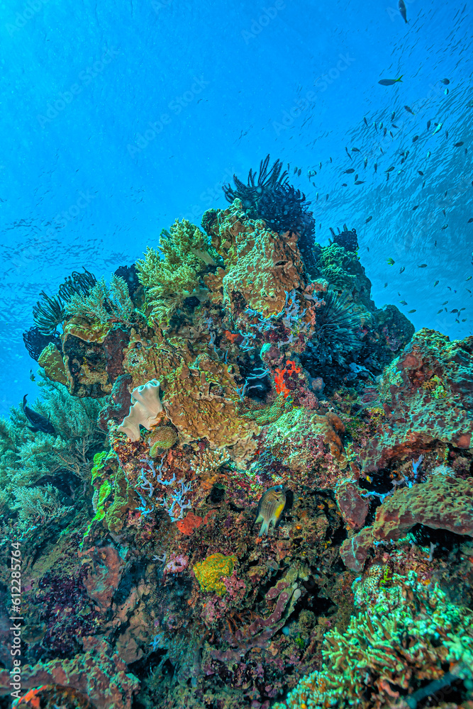 Coral reef South Pacific