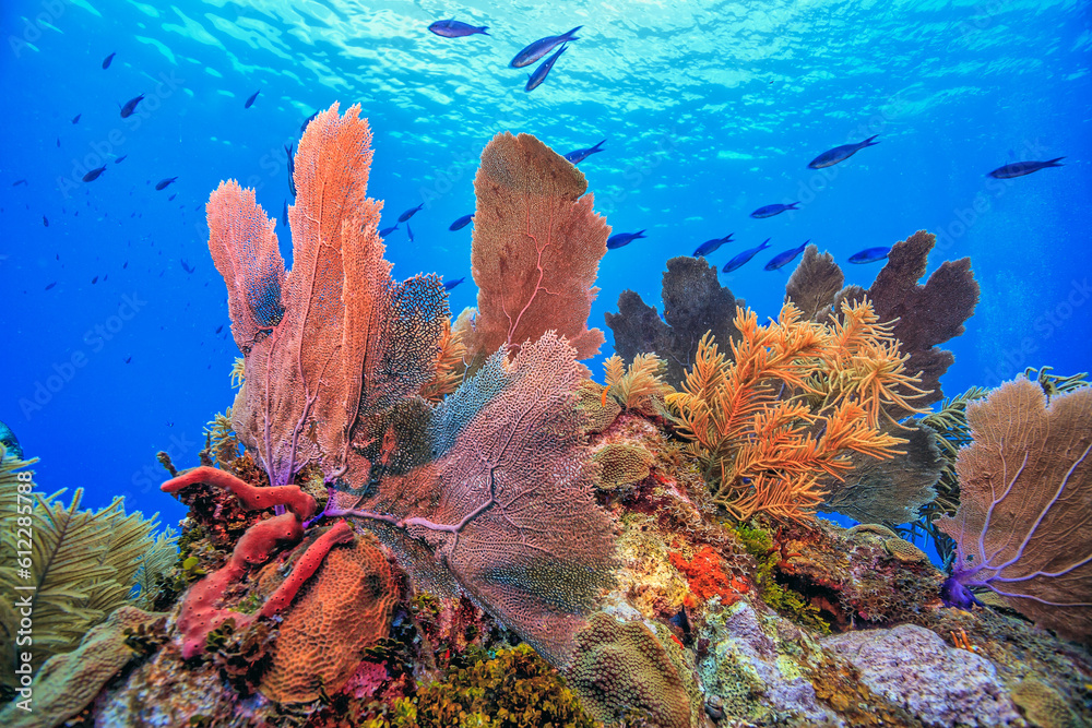 Fototapeta premium Caribbean coral garden