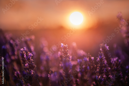 Blooming lavender flowers at sunset in Provence  France. Macro image.