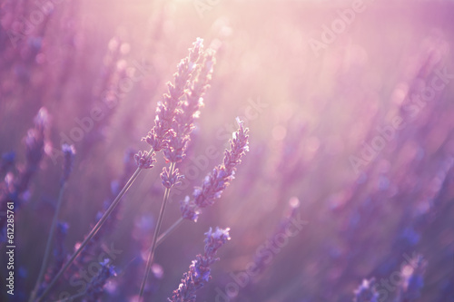 Blooming lavender flowers at sunset in Provence  France. Macro image