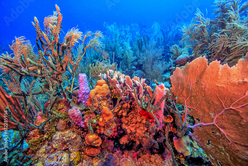 Fototapeta Naklejka Na Ścianę i Meble -  Caribbean coral garden