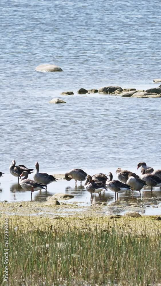 Migratory birds on a coast, Matsalu National Park, vertical short background, social media environmental story